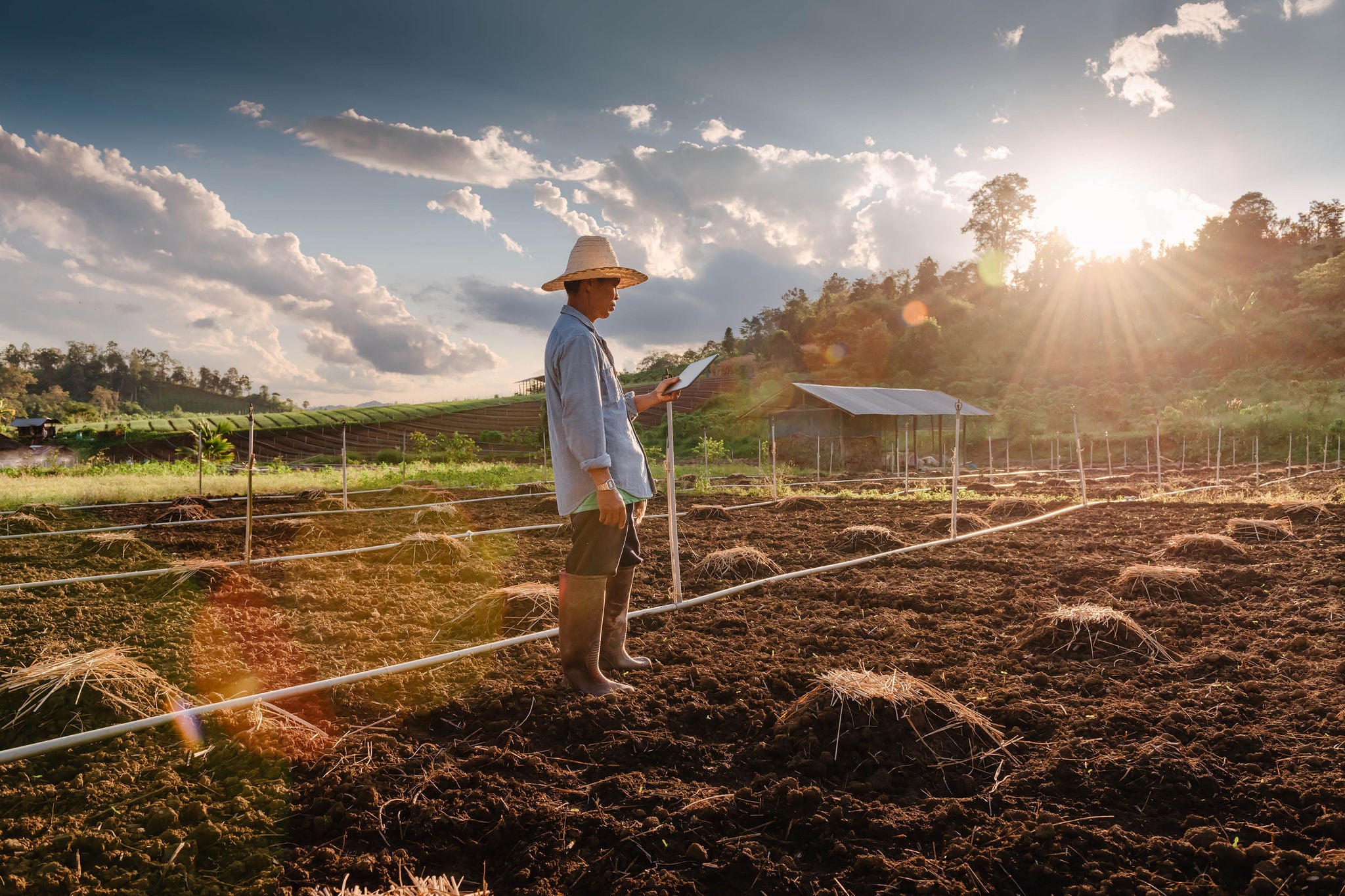 Portrait of Mature Male Farmer Using Digital Tablet While Working Plant Cultivating Preparation in Agriculture Fields.
